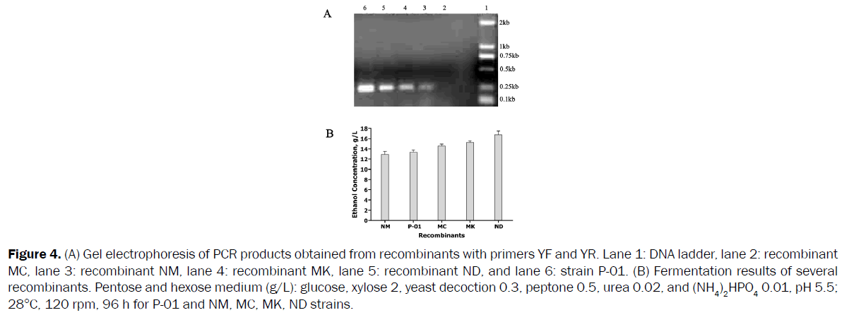 microbiology-biotechnology-Pentose-hexose-medium