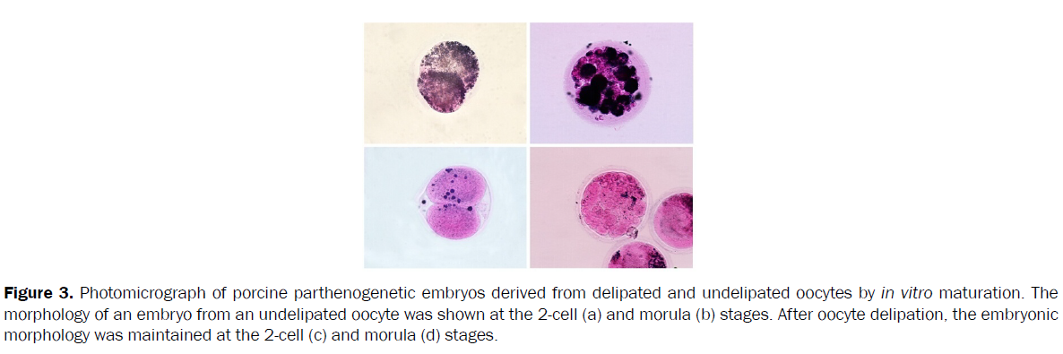 microbiology-biotechnology-Photomicrograph-porcine-parthenogenetic