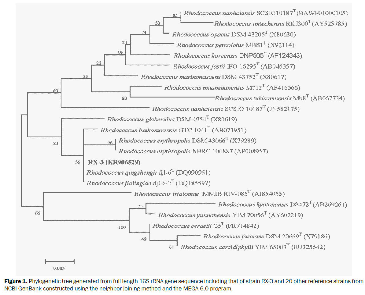 microbiology-biotechnology-Phylogenetic-tree-generated