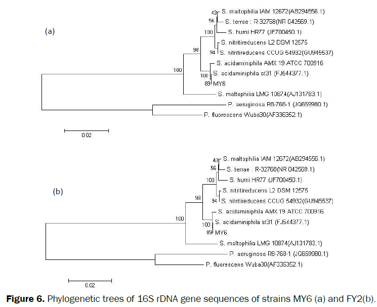 microbiology-biotechnology-Phylogenetic-trees-strains