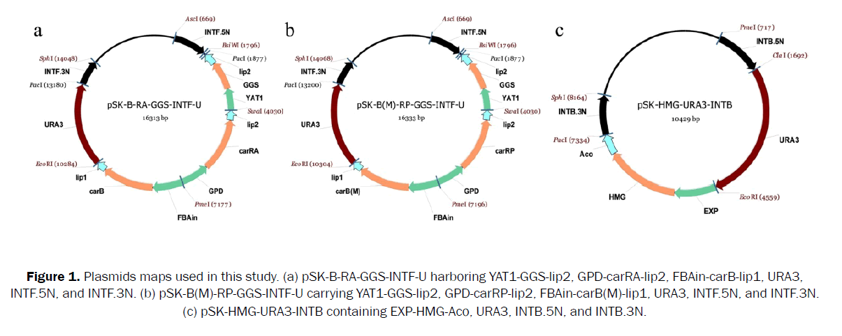 microbiology-biotechnology-Plasmids-maps