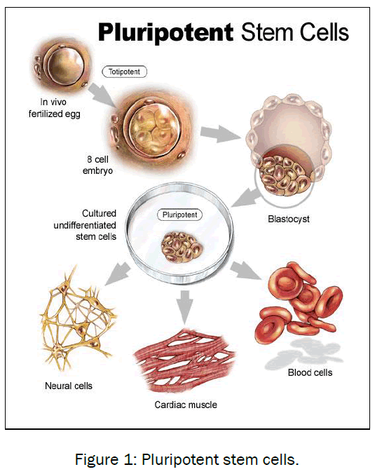 microbiology-biotechnology-Pluripotent-stem