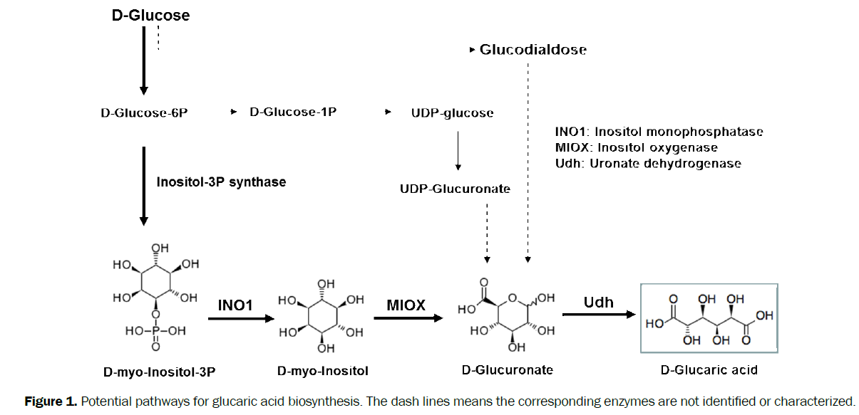 microbiology-biotechnology-Potential-pathways