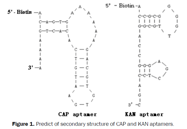 microbiology-biotechnology-Predict-secondary-structure