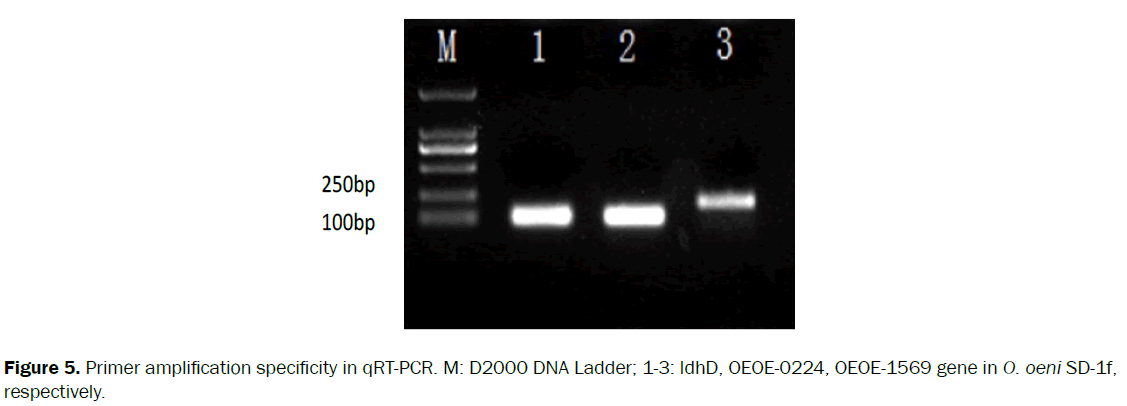 microbiology-biotechnology-Primer-amplification