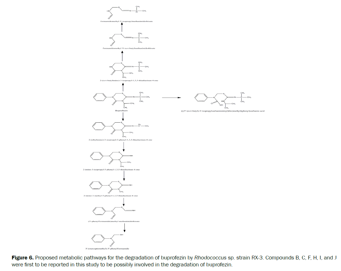 microbiology-biotechnology-Proposed-metabolic-pathways