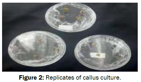 microbiology-biotechnology-Replicates-callus-culture