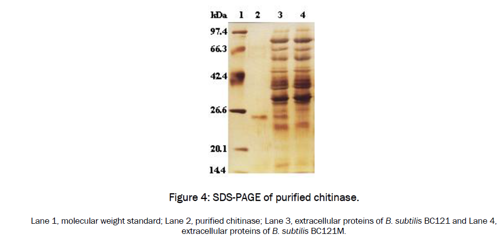 microbiology-biotechnology-SDS-PAGE-purified-chitinase