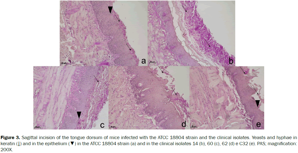 microbiology-biotechnology-Sagittal-incision