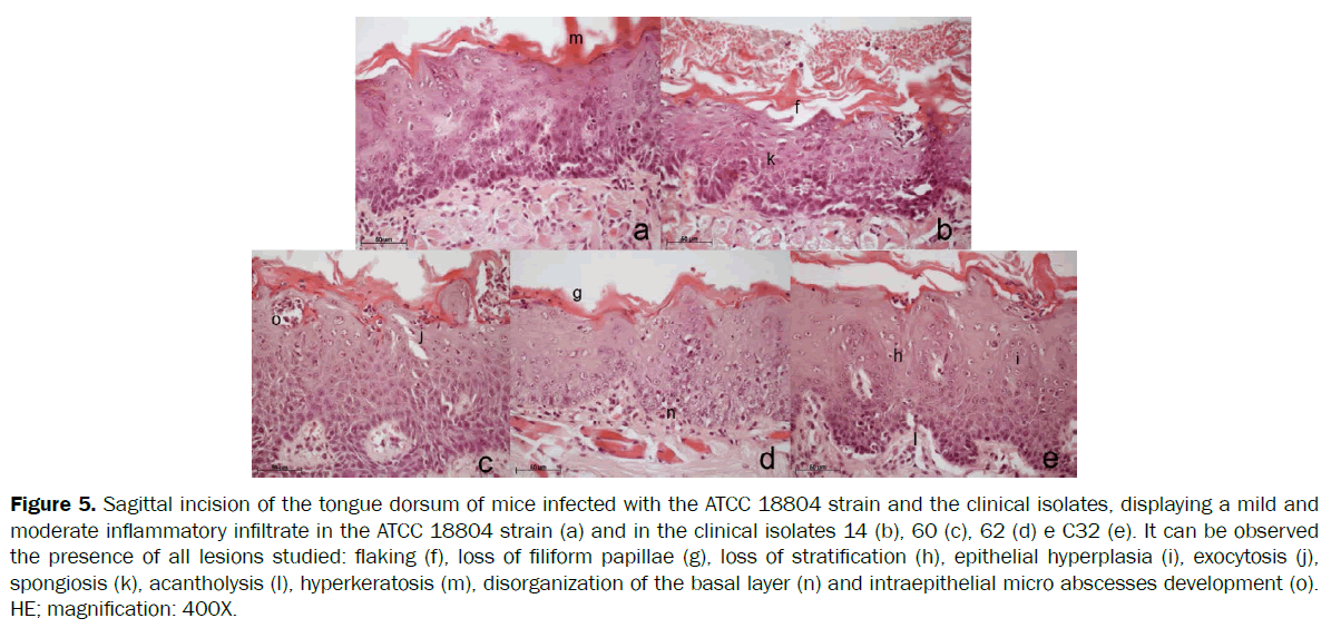 microbiology-biotechnology-Sagittal-incision