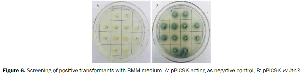 microbiology-biotechnology-Screening-positive-transformants