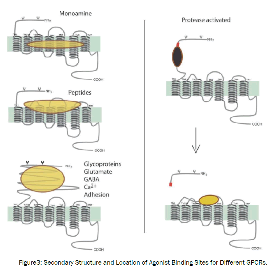 microbiology-biotechnology-Secondary-Structure