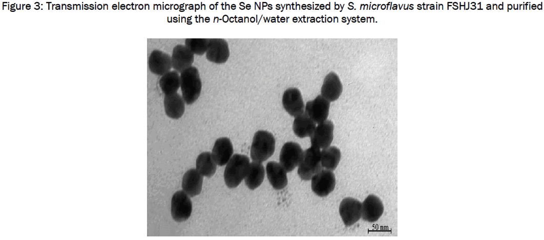 microbiology-biotechnology-Transmission-electron-micrograph