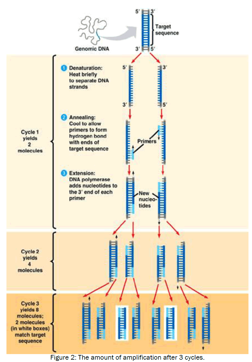 microbiology-biotechnology-amplification