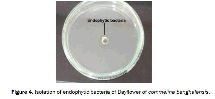 microbiology-biotechnology-bacteria