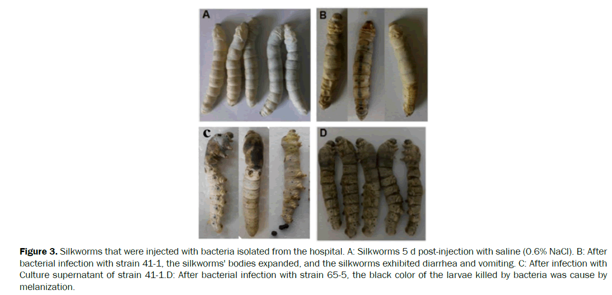 microbiology-biotechnology-bacteria-isolated