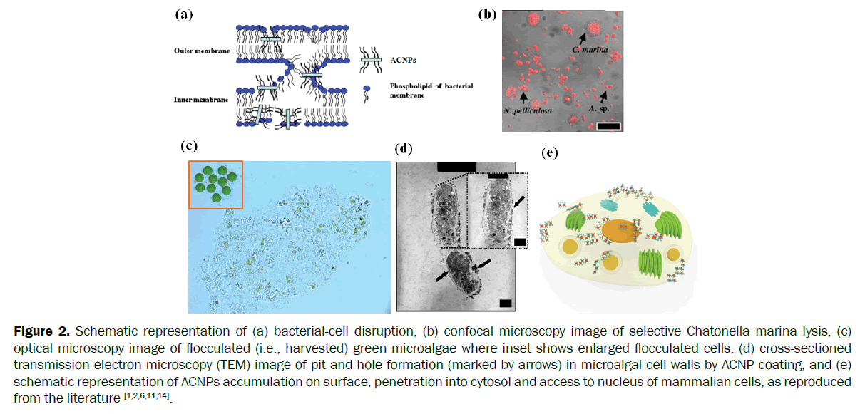 microbiology-biotechnology-bacterial-cell-disruption