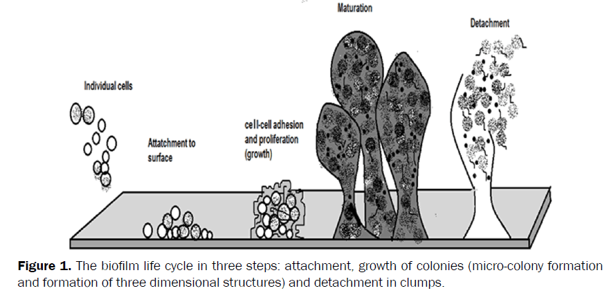 microbiology-biotechnology-biofilm-life-cycle