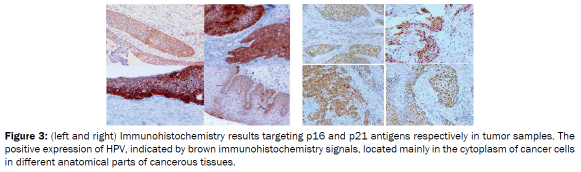 microbiology-biotechnology-brown-immunohistochemistry-signals