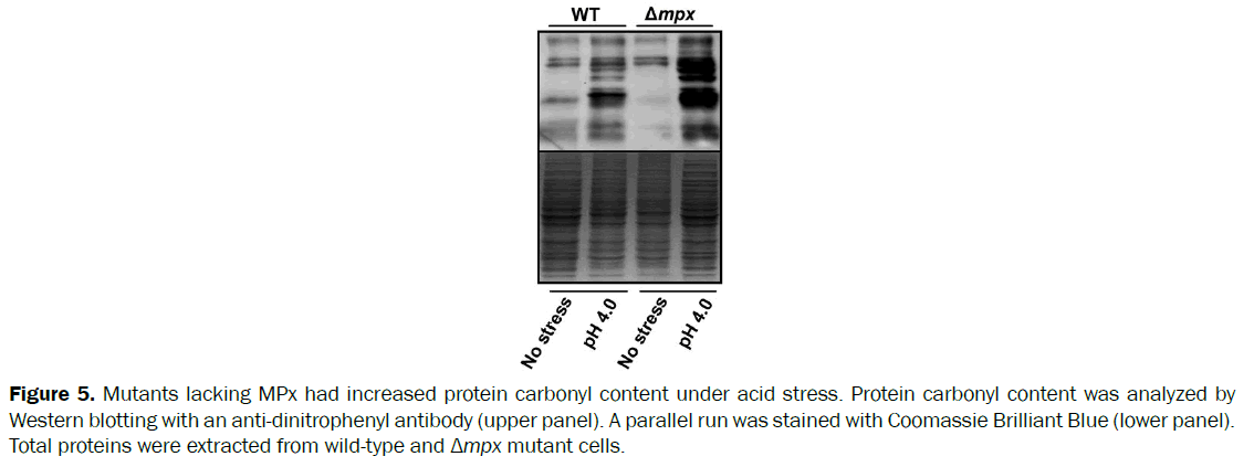 microbiology-biotechnology-carbonyl-Protein-analyzed