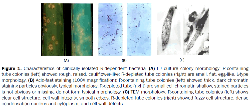 microbiology-biotechnology-clinically-isolated-bacteria