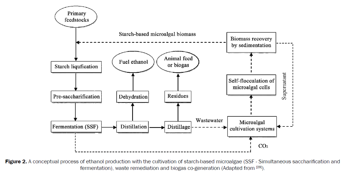 microbiology-biotechnology-conceptual-process