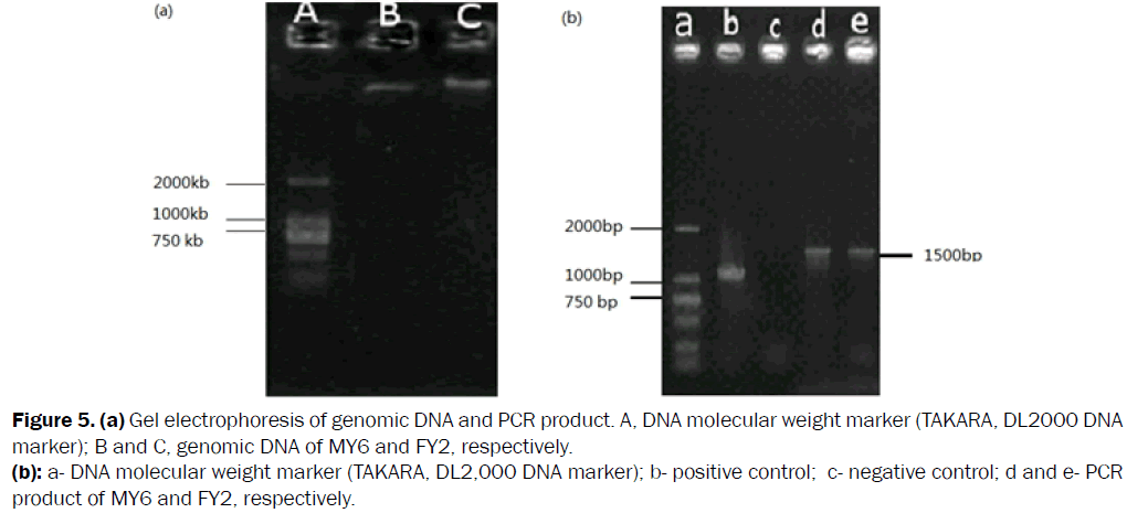 microbiology-biotechnology-electrophoresis-genomic-marker