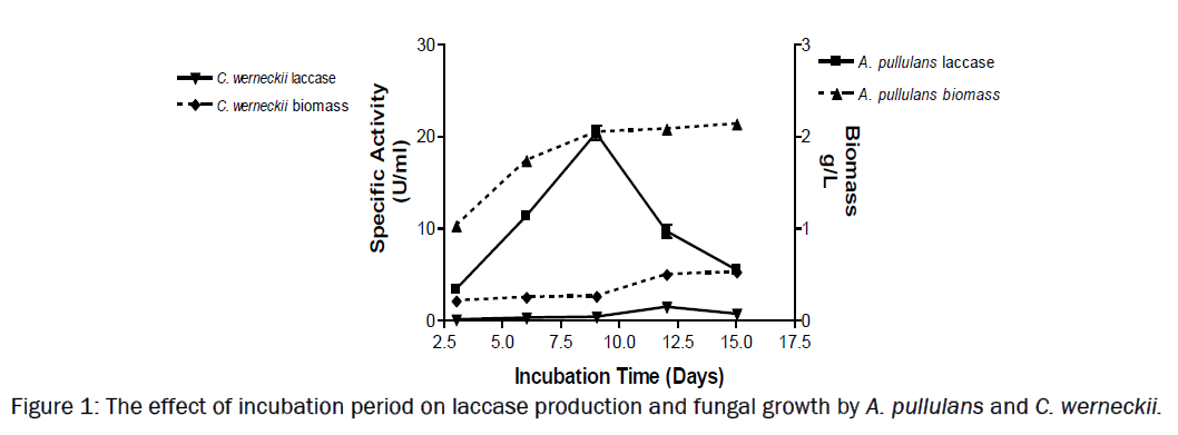 microbiology-biotechnology-incubation-period