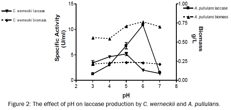 microbiology-biotechnology-laccase-production