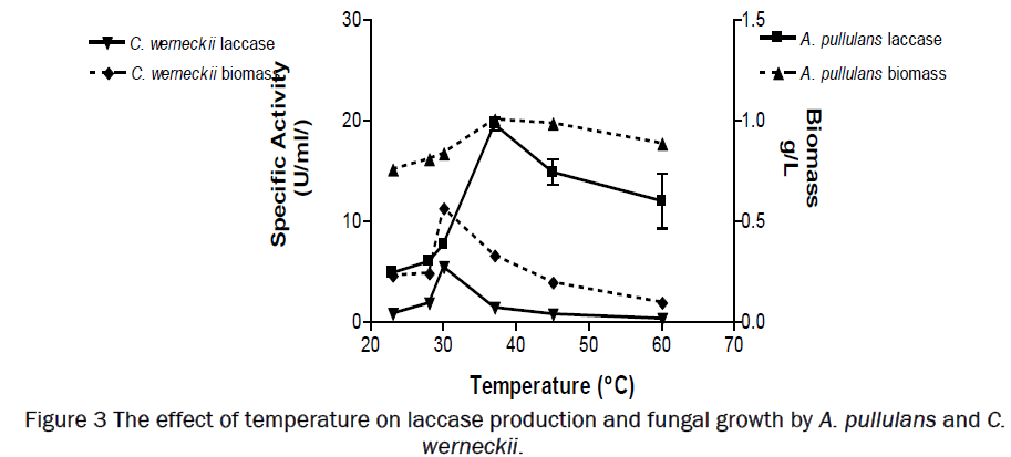 microbiology-biotechnology-laccase-production