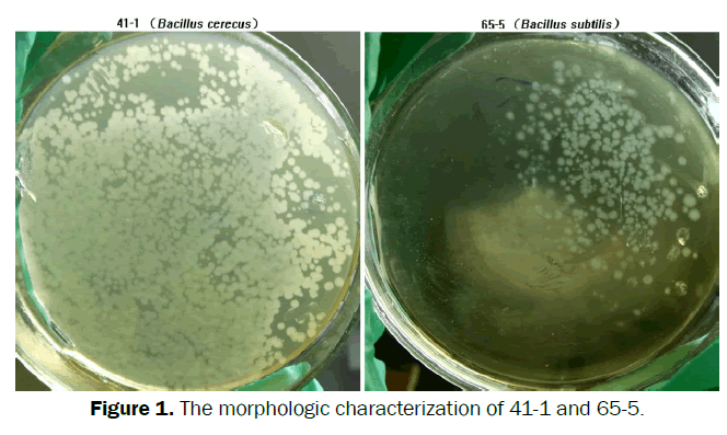 microbiology-biotechnology-morphologic