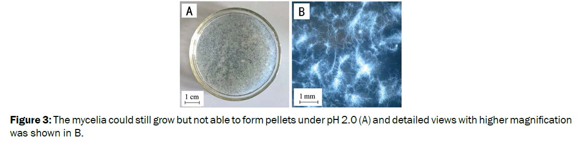 microbiology-biotechnology-mycelia-pellets-magniﬁcation