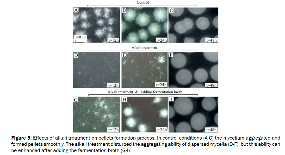 microbiology-biotechnology-pellets-formation-process