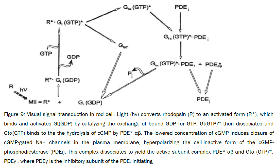 microbiology-biotechnology-phosphodiesterase