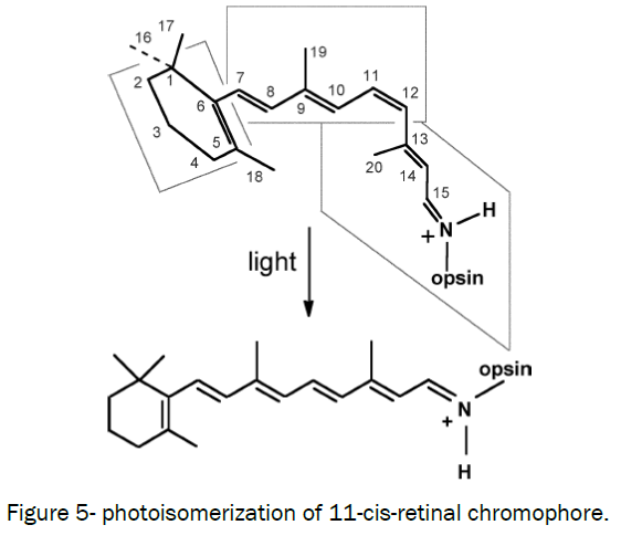 microbiology-biotechnology-photoisomerization