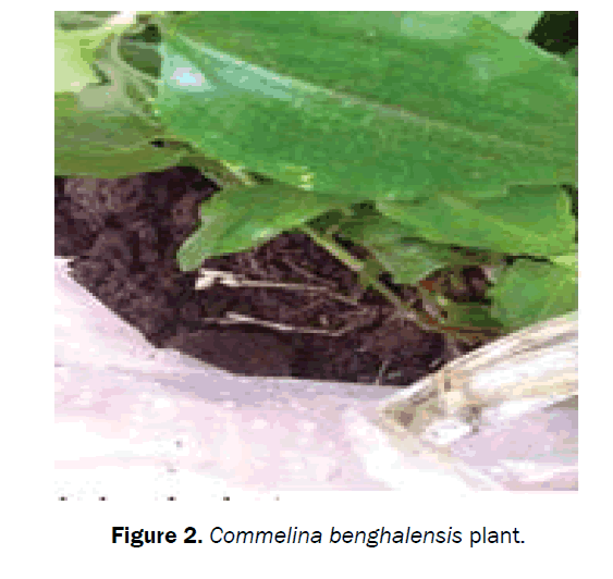 microbiology-biotechnology-plant