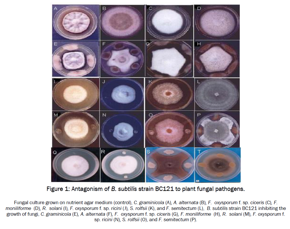 microbiology-biotechnology-plant-fungal-pathogens