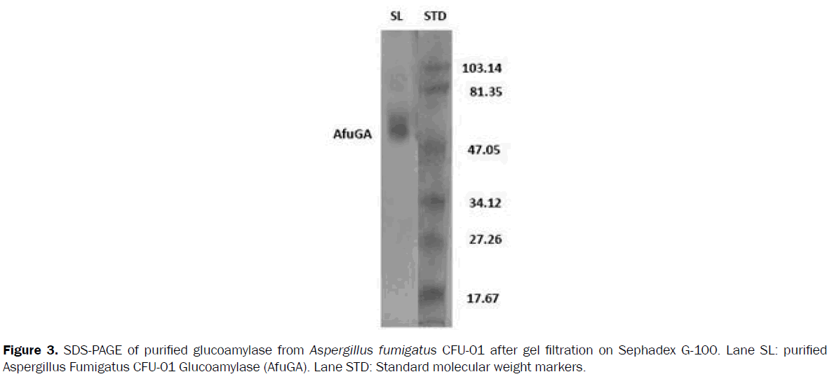 microbiology-biotechnology-purified-glucoamylase