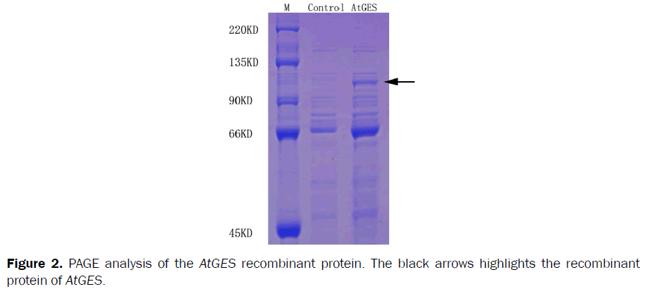 microbiology-biotechnology-PCR-product-ORF