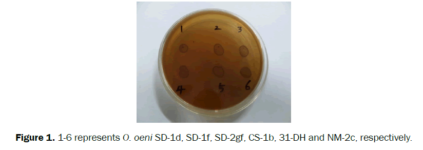 microbiology-biotechnology-represents