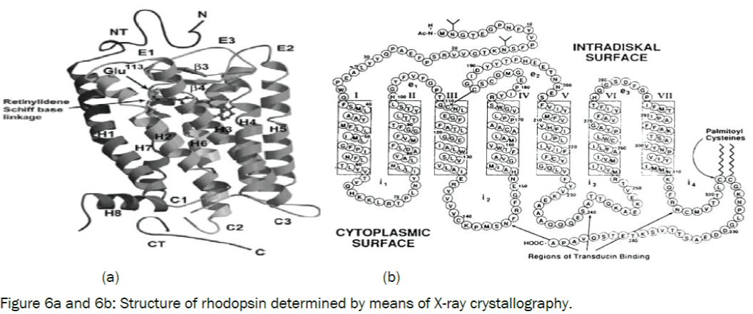 microbiology-biotechnology-rhodopsin-determined