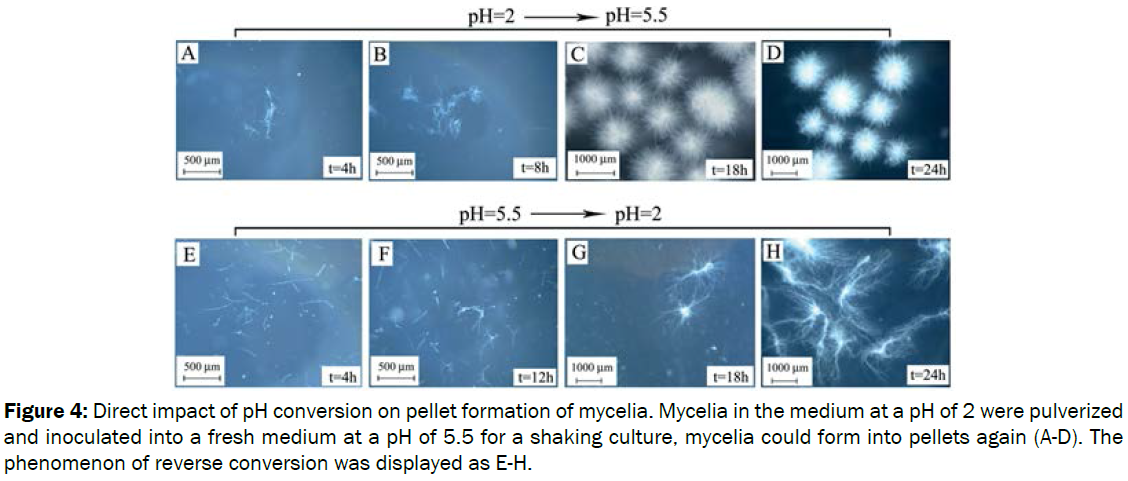 microbiology-biotechnology-shaking-culture-mycelia