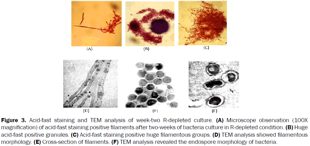 microbiology-biotechnology-staining-week-two-R-depleted