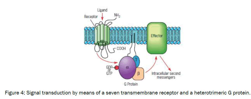 microbiology-biotechnology-transmembrane-receptor