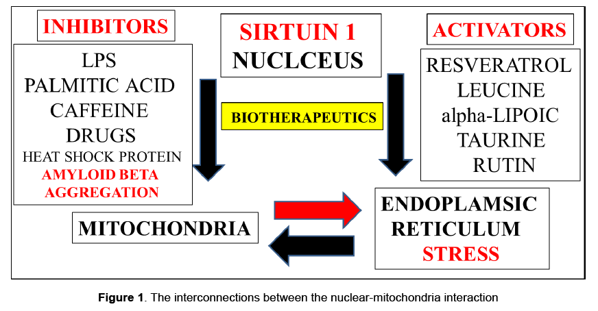neuroscience-nuclear-mitochondria