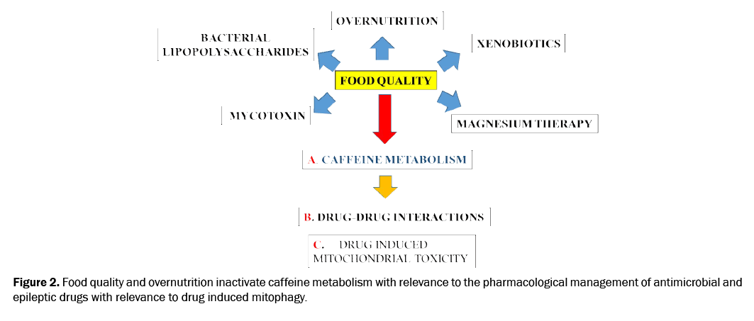 neuroscience-overnutrition