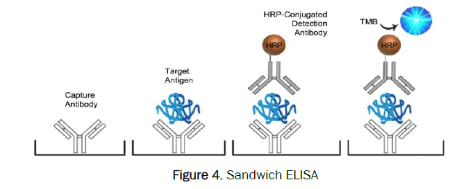 pharmaceutical-analysis-Sandwich-ELISA