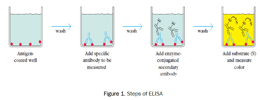 pharmaceutical-analysis-Steps-ELISA