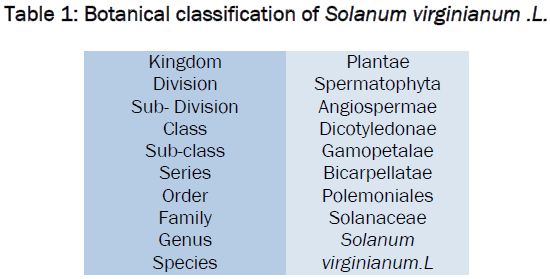 pharmaceutical-sciences-Botanical-classification-Solanum-virginianum