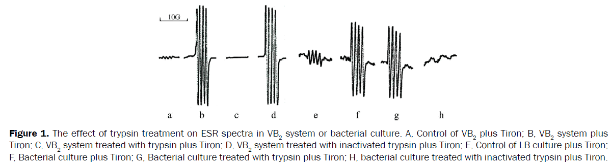 pharmaceutical-sciences-ESR-spectra